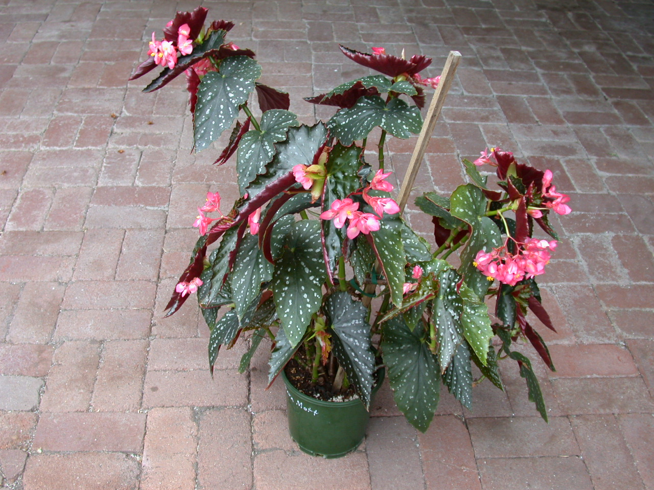 B. ‘Barbara Mott’